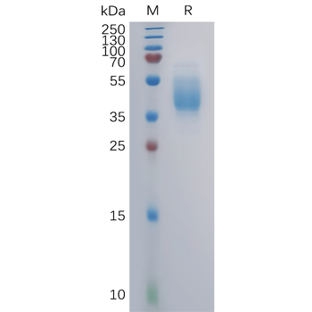 Human LGALS3BP Protein, Flag Tag