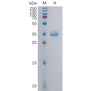 Human CLDN3(144-156) Protein, mFc Tag