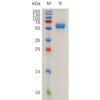 Human PROKR1 Protein, hFc Tag