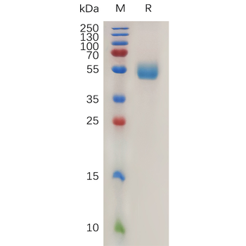 Human MSMP Protein, hFc Tag