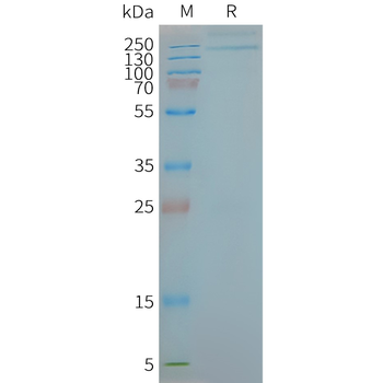 Human TLR9 full length protein-synthetic nanodisc