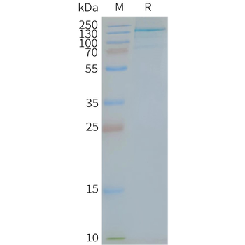 Human TLR7 full length protein-synthetic nanodisc