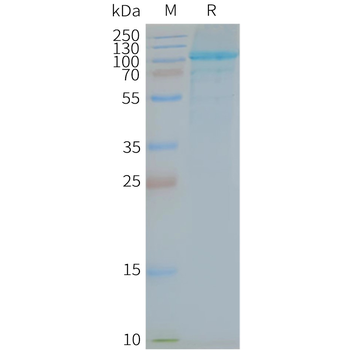 Human TLR5 full length protein-synthetic nanodisc
