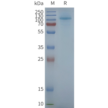 Human TAS1R3 full length protein-synthetic nanodisc