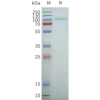 Human TAS1R2 full length protein-synthetic nanodisc