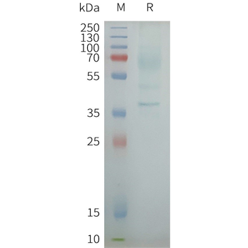 Human OXYR full length protein-synthetic nanodisc