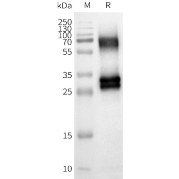 Human OR8U8 full length protein-synthetic nanodisc