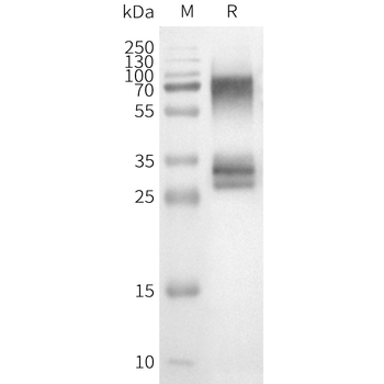 Human OR3A1 full length protein-synthetic nanodisc