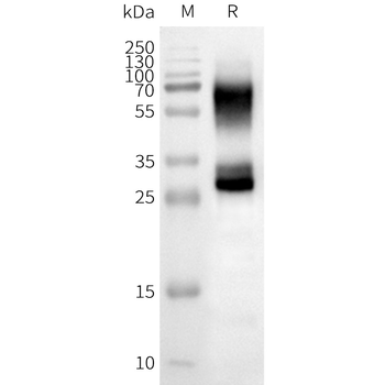 Human OR2B3 full length protein-synthetic nanodisc