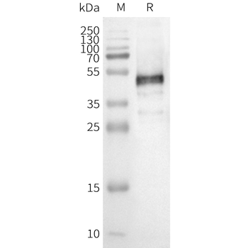 Human OR1E1 full length protein-synthetic nanodisc