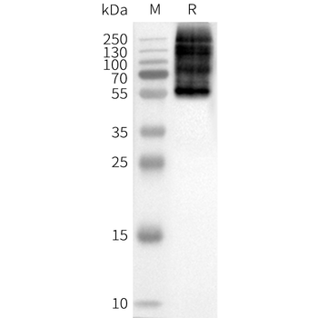Human OPRM full length protein-synthetic nanodisc