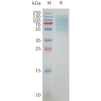Human GPR39 full length protein-synthetic nanodisc