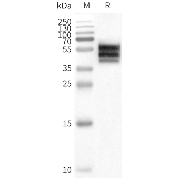 Human DRD2 full length protein-synthetic nanodisc