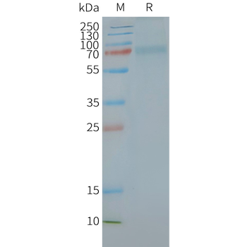 Human CGRPR-RAMP1 full length protein-synthetic nanodisc