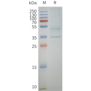 Human CCR10 full length protein-synthetic nanodisc