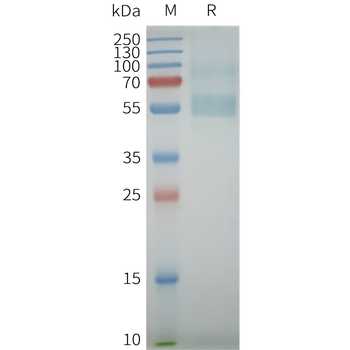 Human 5HT7R full length protein-synthetic nanodisc