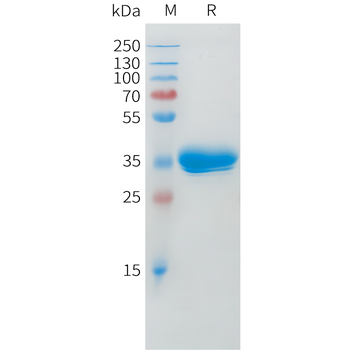 Cynomolgus EGFR Protein, His Tag