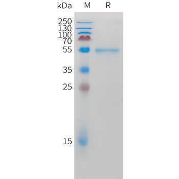 Cynomolgus PSMA Protein, His Tag