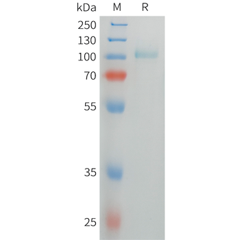 Cynomolgus TREM2 Protein, hFc Tag