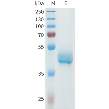 Mouse PROM1 Protein, hFc Tag