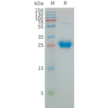 Human GLP2R Protein, His Tag