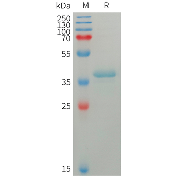 Human CGRPR Protein, hFc Tag