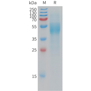 Human APLN Protein, hFc Tag
