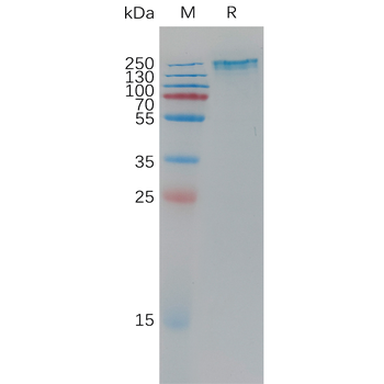 Human F2RL3 Protein, hFc Tag