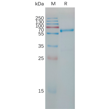 Human GPR132 Protein, hFc Tag