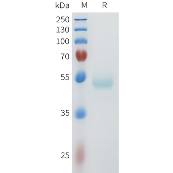 Mouse IGF-1R Protein, His Tag