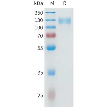Mouse TREM2 Protein, hFc Tag