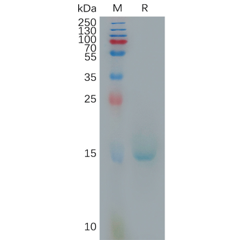 Human VWF(1596-1668) Protein, hFc Tag