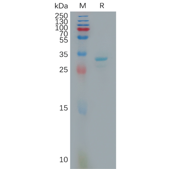 Human GPR65 Protein, hFc Tag