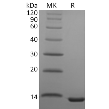 Human CLEC5A Protein, hFc Tag