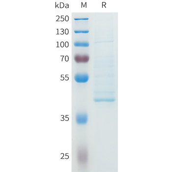 Mouse CCR6 Protein, hFc Tag