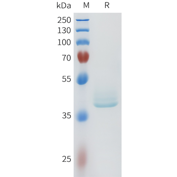 Mouse PSMA Protein, His Tag