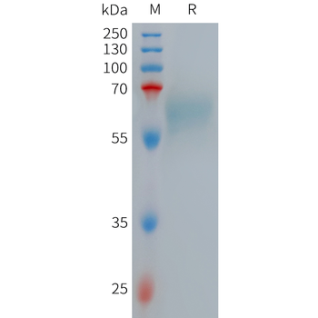 Human MC4R Protein, hFc Tag