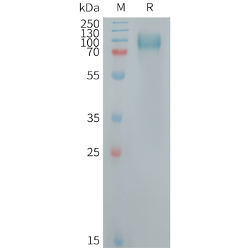 Human GAL Protein, hFc Tag