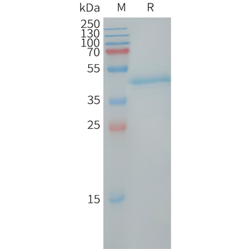 Human OR2H1 Protein, hFc Tag