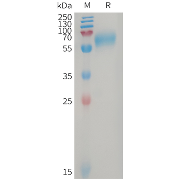 Human FCRL5(752-834) Protein, mFc Tag
