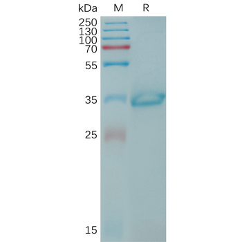 Human ITGAV and ITGB6 Heterodimer Protein, His Tag and hFc Tag