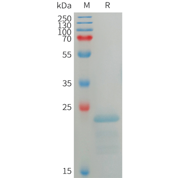 Human ITGB6 Protein, hFc Tag
