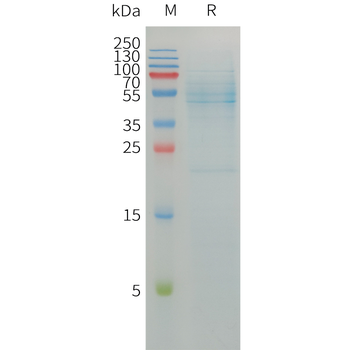 Human GDF8 Protein, hFc Tag