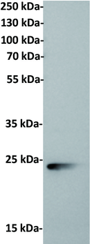 Anti-CD79B antibody(52A11); IgG1 Chimeric mAb