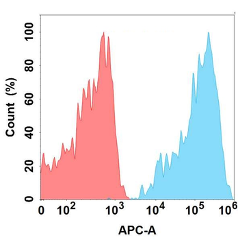 CD6 Antibody
