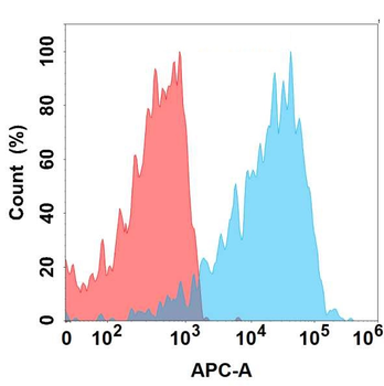 ENPP3 Antibody