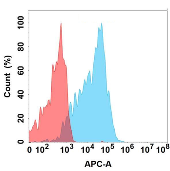 CEACAM6 Antibody