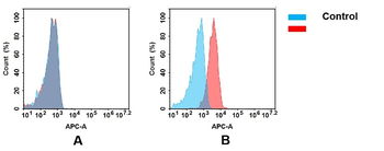 Anti-TENM4 antibody(DMC683); IgG1 Chimeric mAb