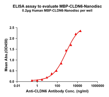 Human MBP-CLDN6 full length protein-synthetic nanodisc
