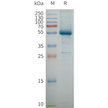 Human MBP-CLDN6 full length protein-synthetic nanodisc